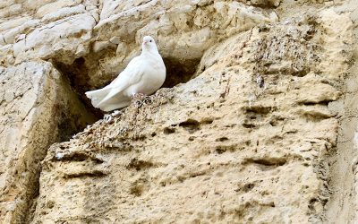 Renew my heart for Jerusalem